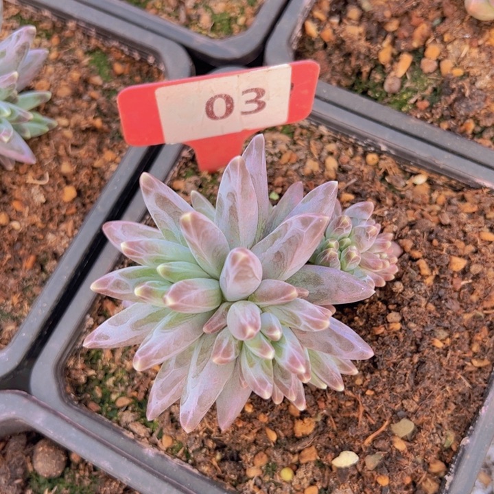 健健康康平平安安