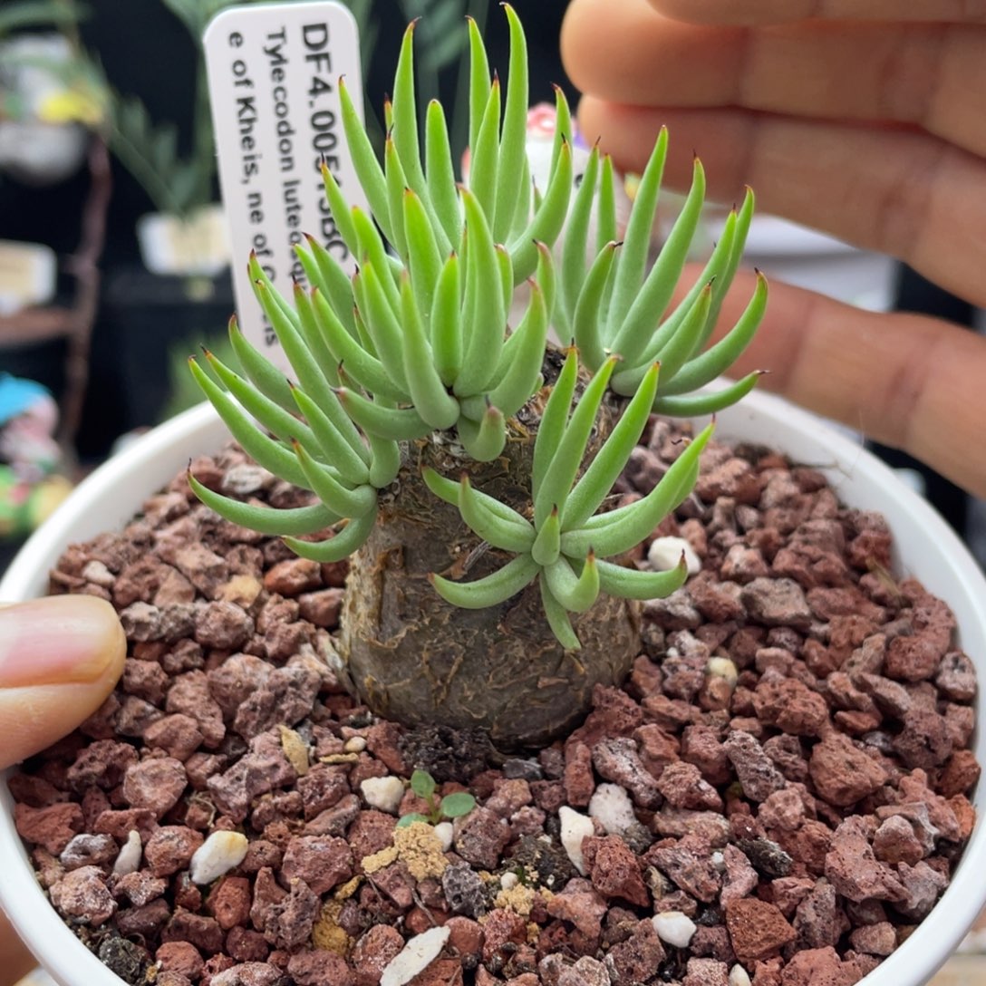 白象奇峰锦 1 号带盆发货