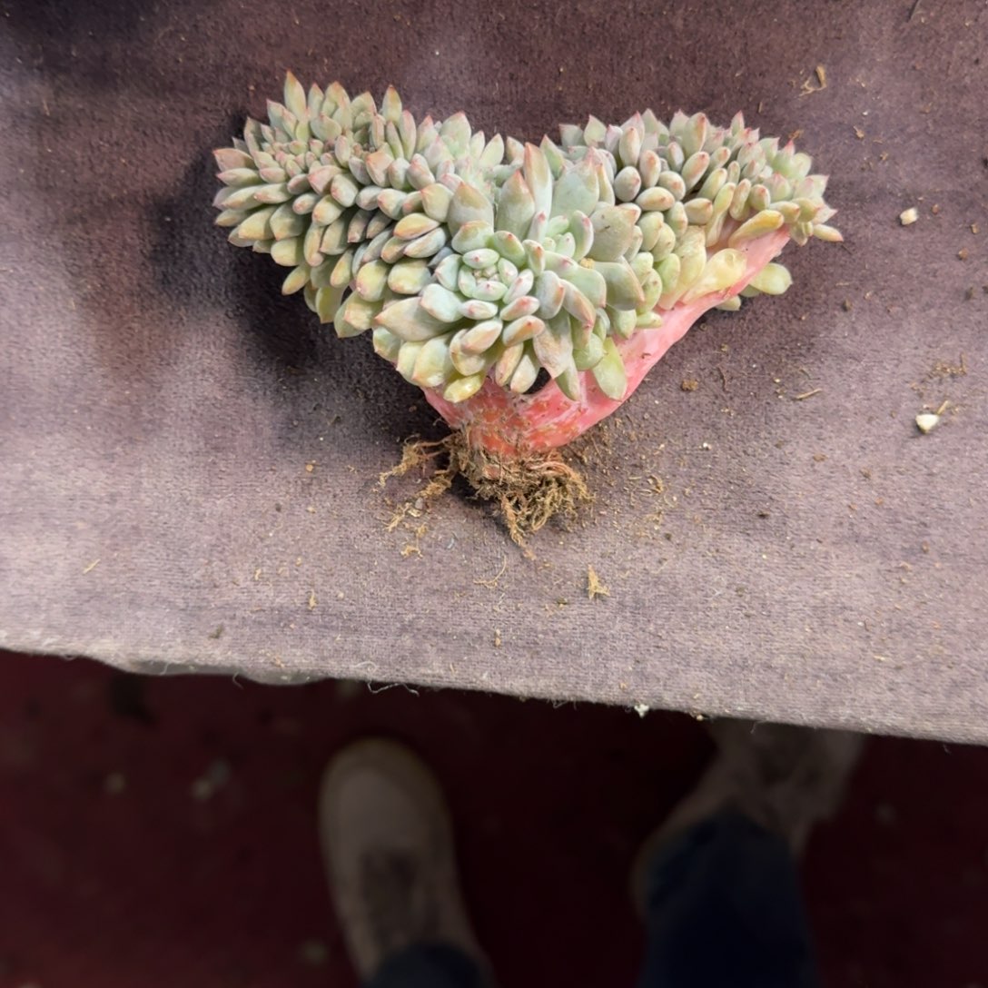 星影缀化一物一拍