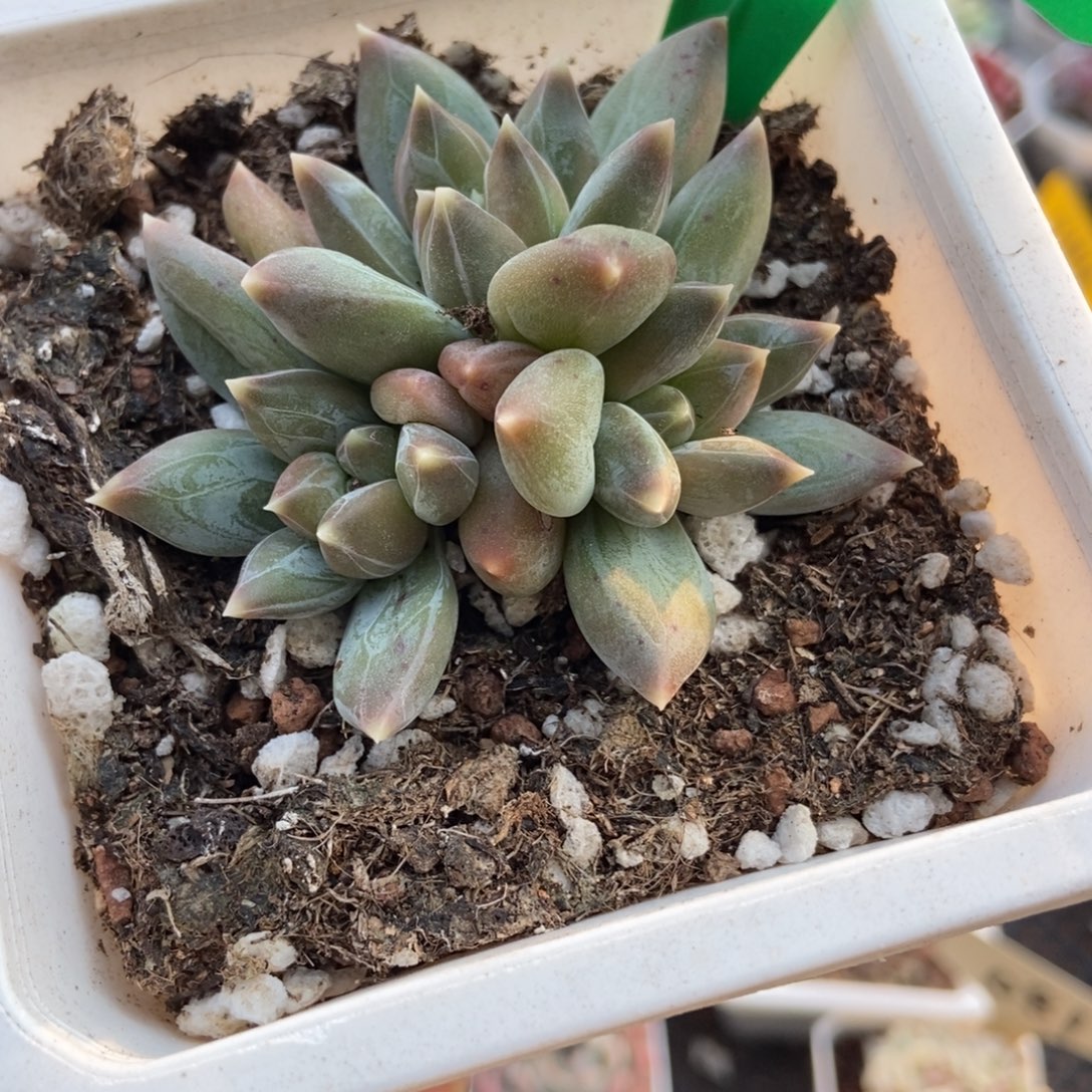 844重楼多肉植物多肉