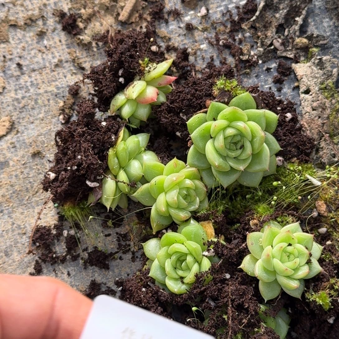 31-19麦秆珍妮一颗量拍