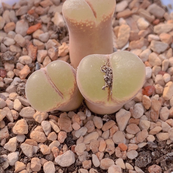 1478555586855555555556565555