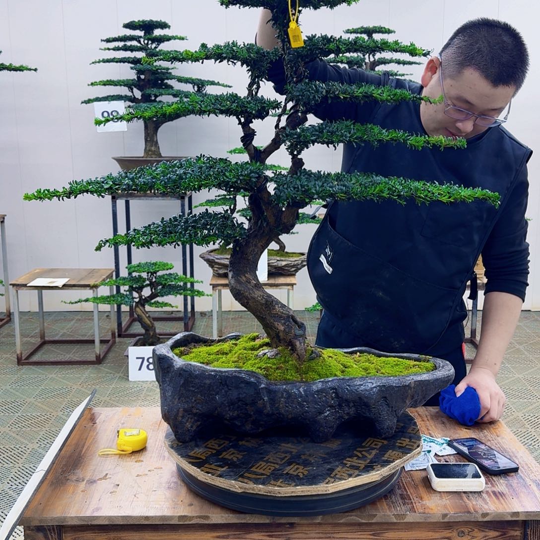 无花朵珍珠红芽罗汉松造型盆景