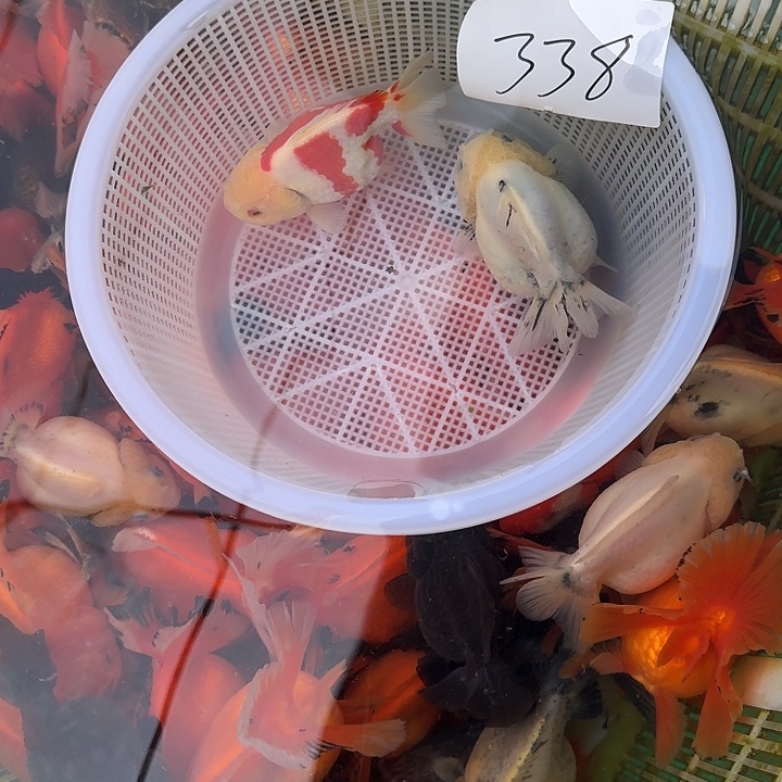 338包邮到家嘿嘿嘿嘿嘿嘿嘿嘿邮到家