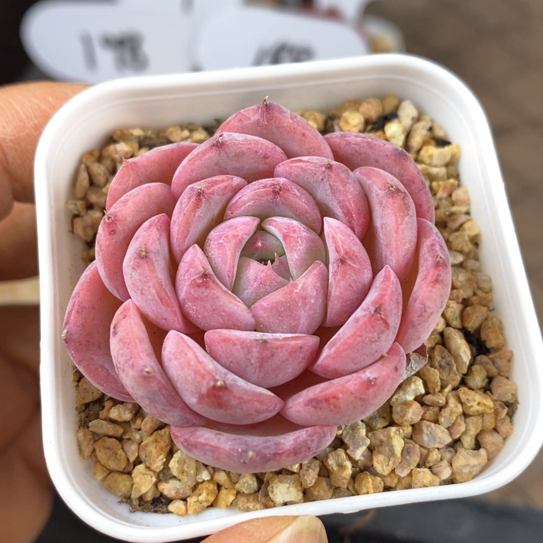 精品多肉一物一拍58