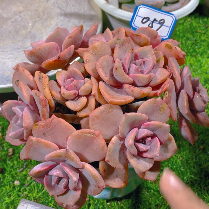 谢谢你的支持00000059