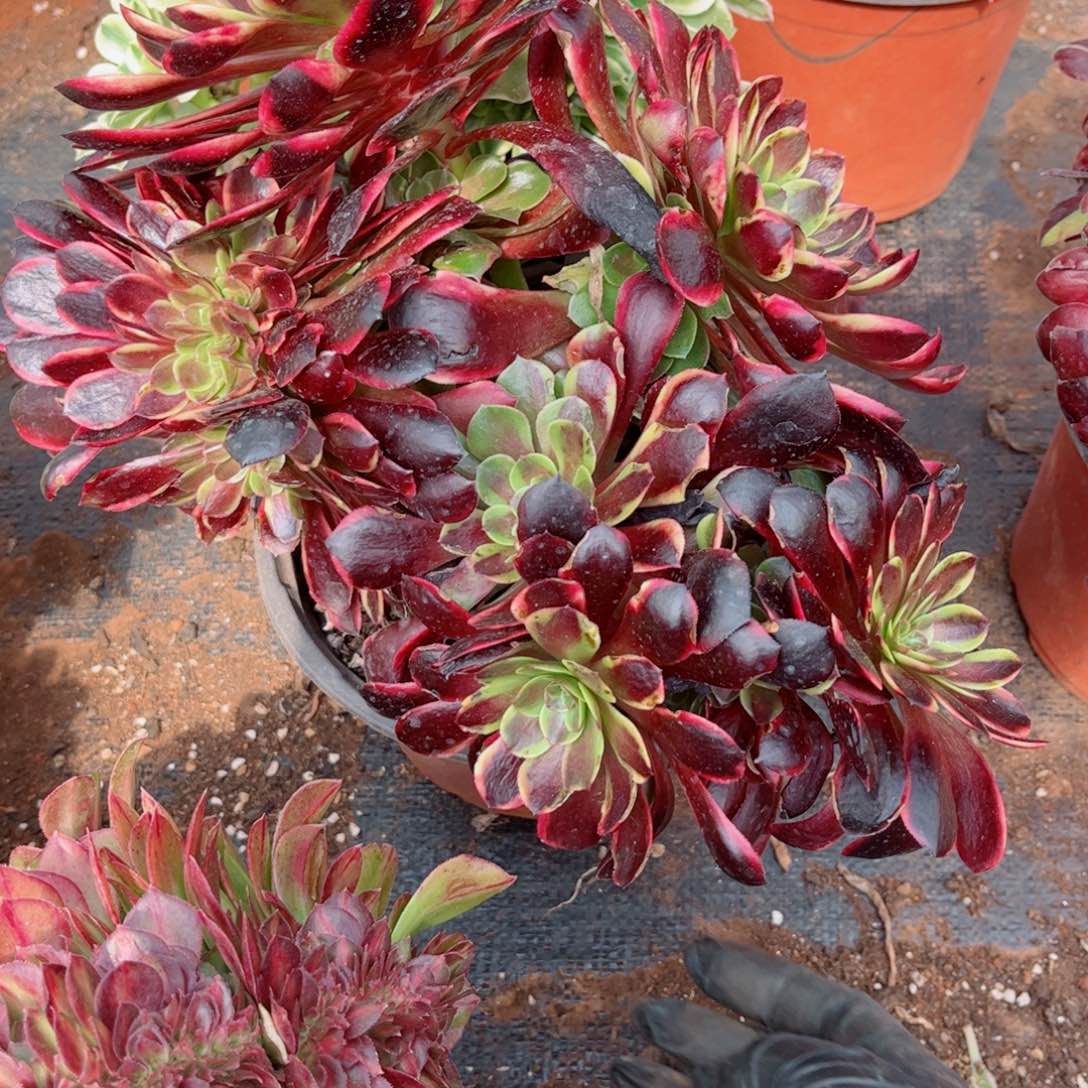 多肉植物809欧嘉莉