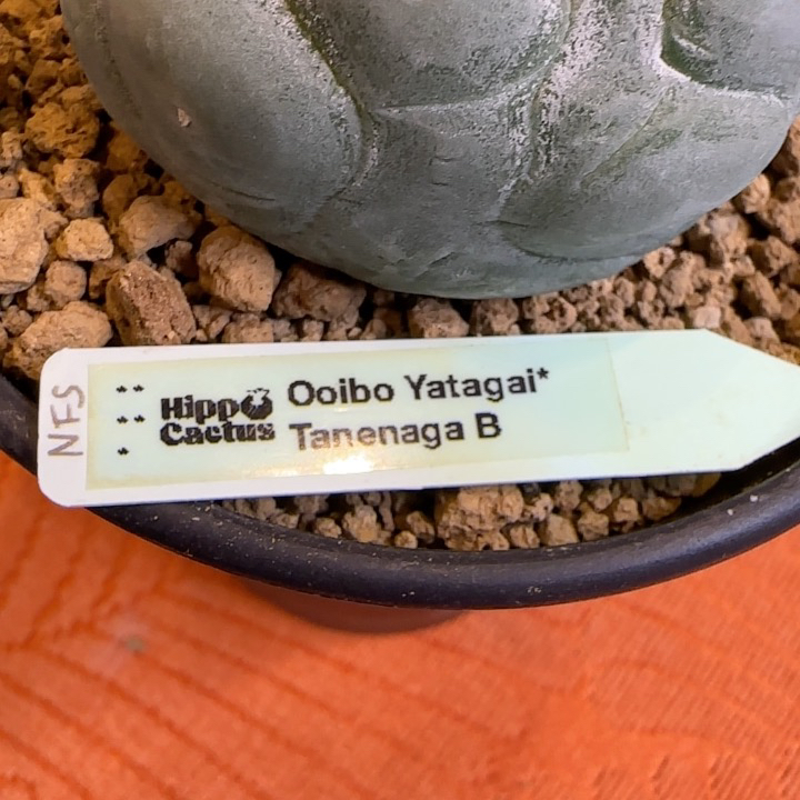 奇趣仙人掌属多肉植物小盆栽室内阳台绿植