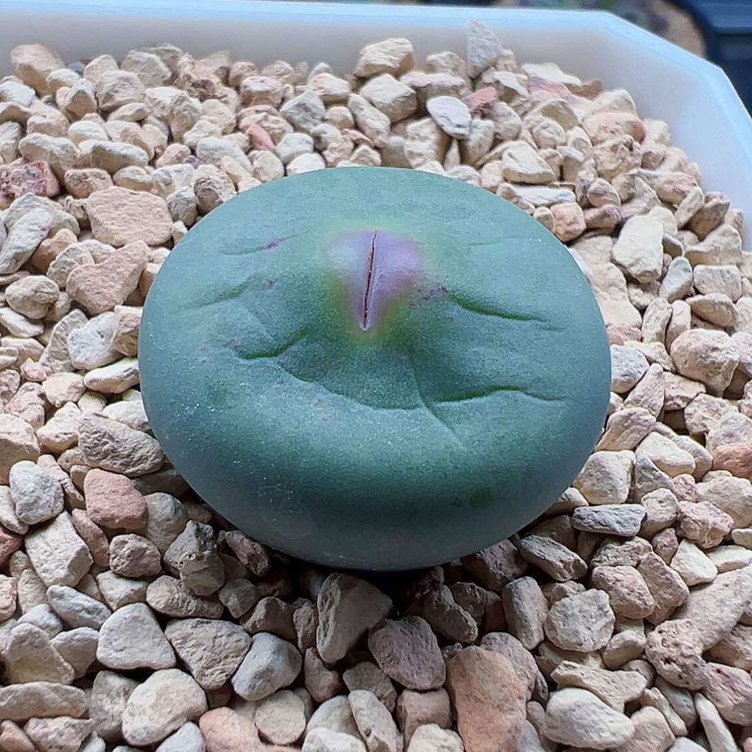 DOWS 大年份母本，尺寸2.5cm。