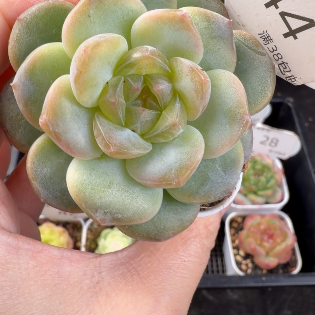 欲仙单头福利44号