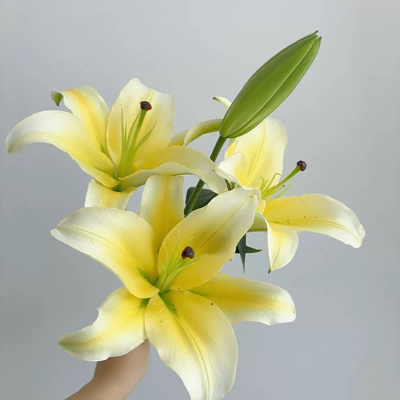 黄天霸香水百合云南基地直发水养鲜花家用装饰