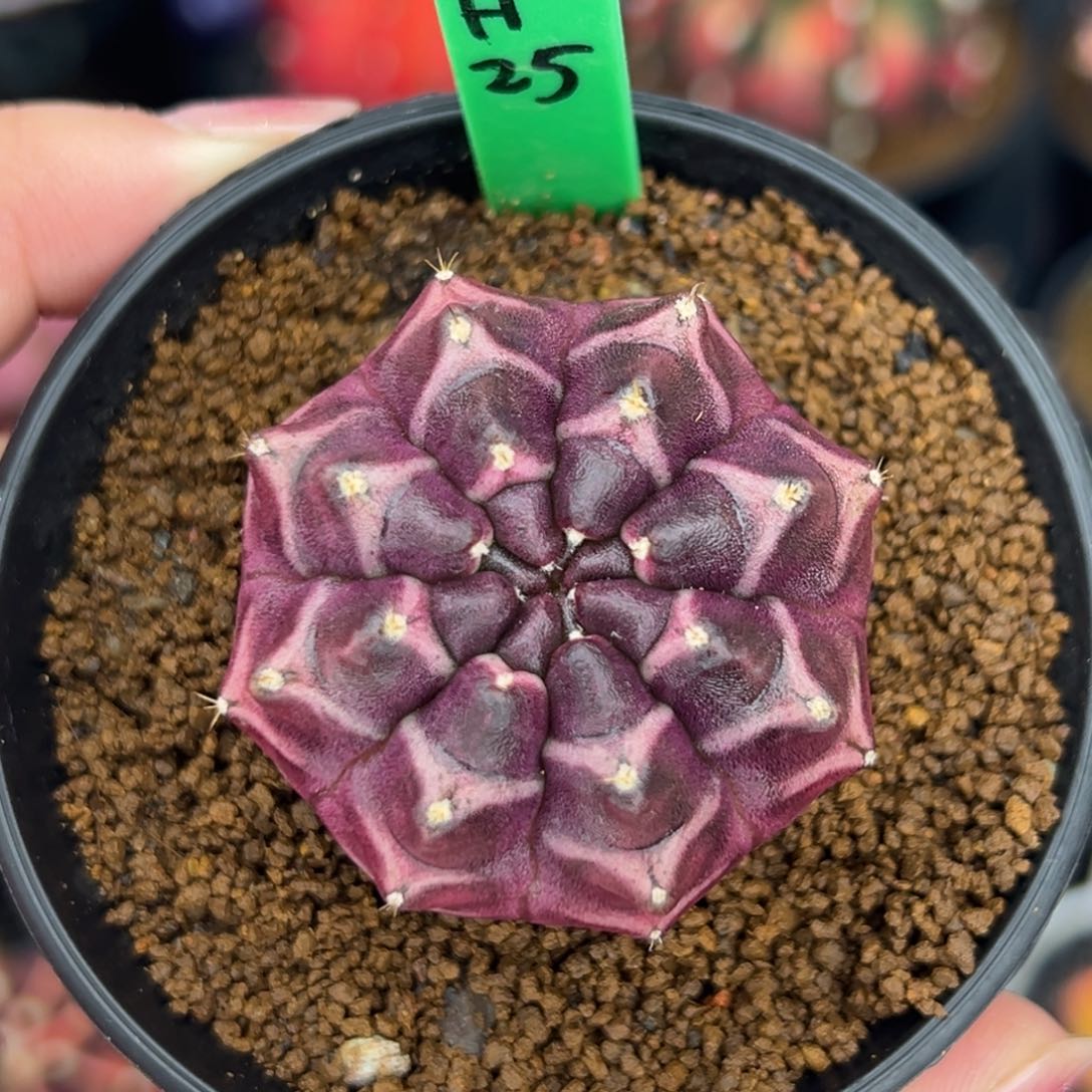 H25实生紫色梦想，带盆土发货