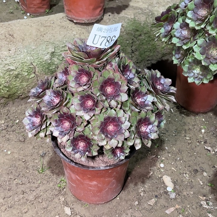 786桃花石   多肉植物     