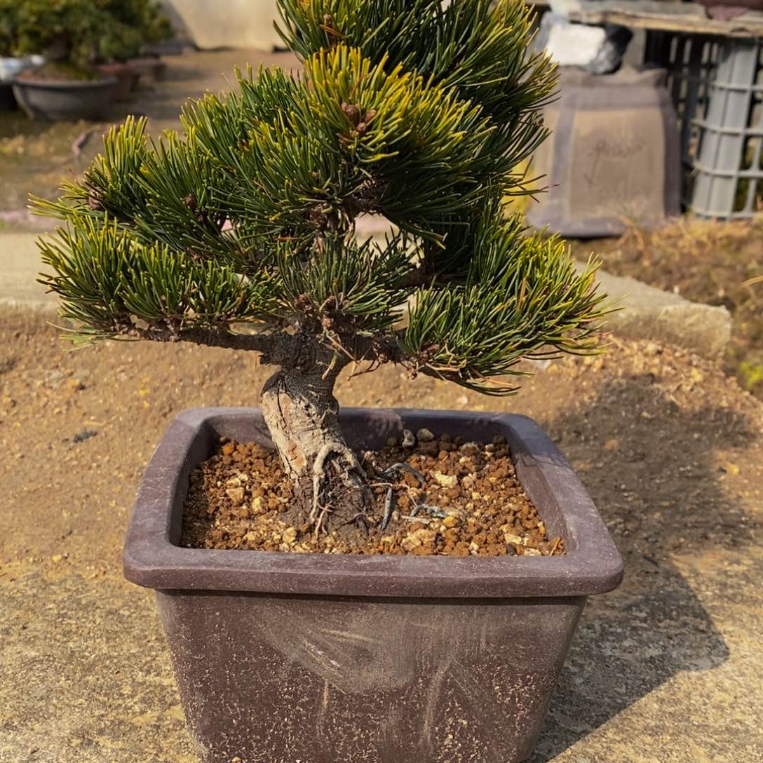 【闪购商品】五针松盆景用****0