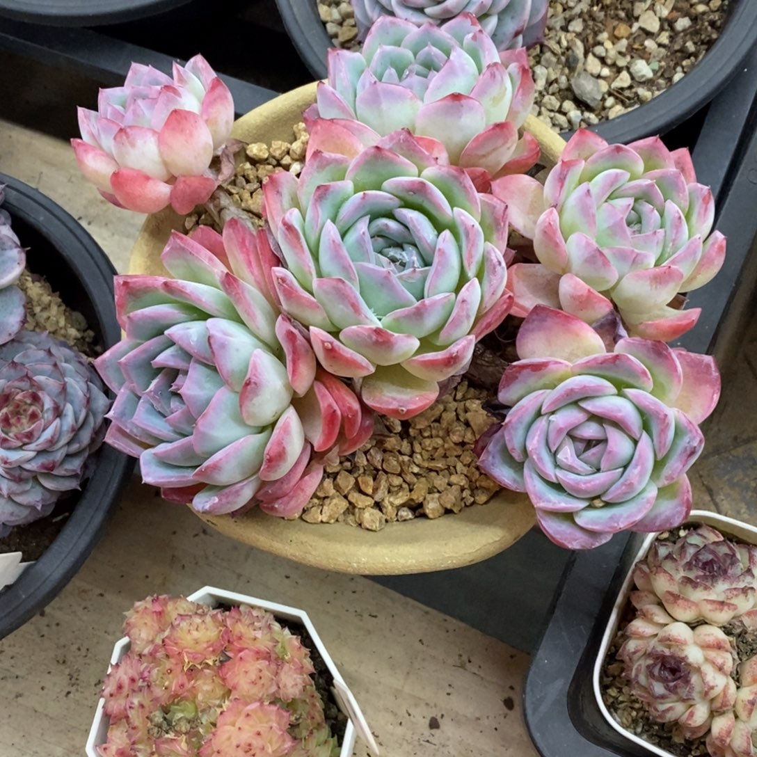 精品多肉、物一拍不包整112