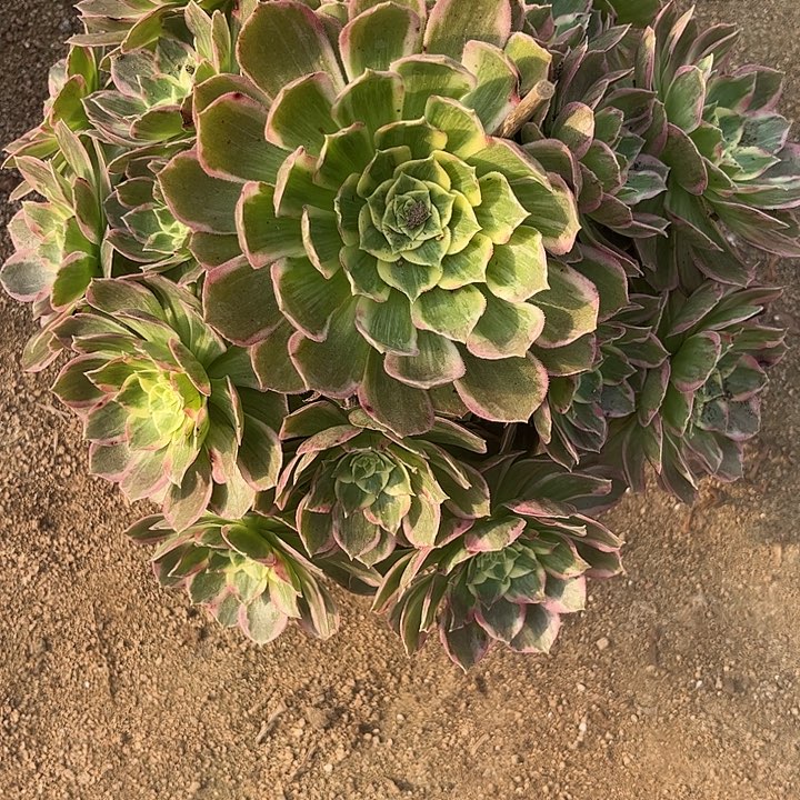 多肉植物水蜜桃锦…………