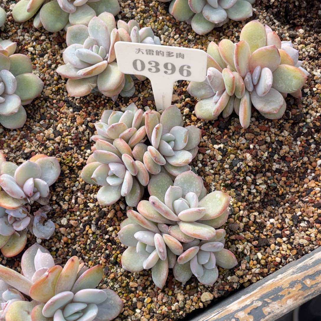 R**a0396奶茶不带盆啦啦