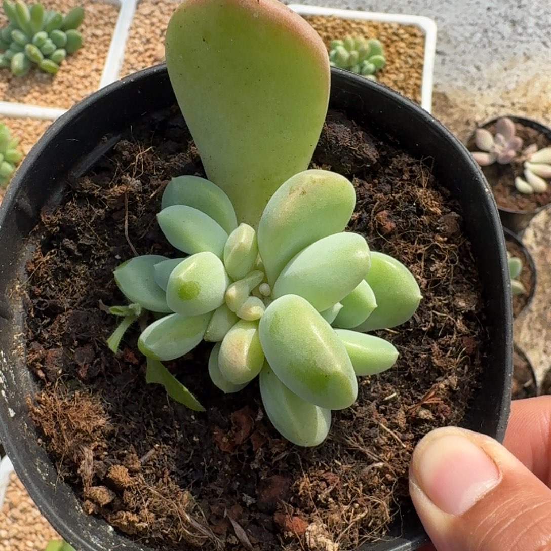 牛油果 叶插 一物一拍