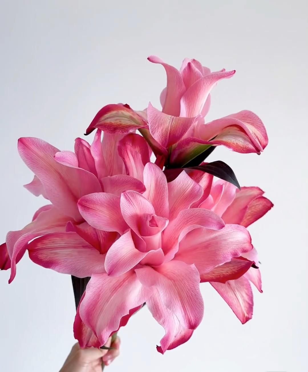 美国小姐重瓣吸色香水百合花卉鲜花