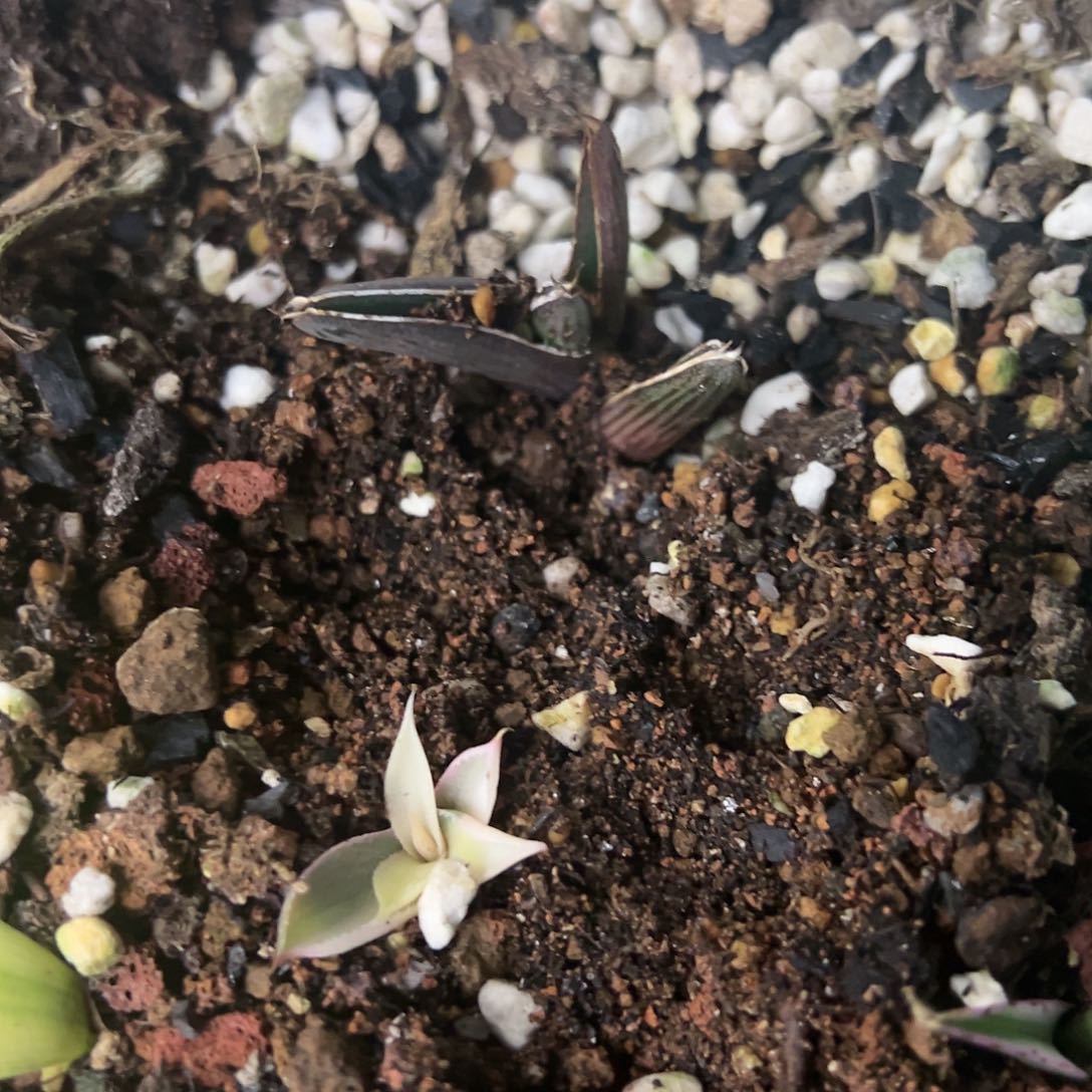 纳瓦罗龙舌兰植物牙子