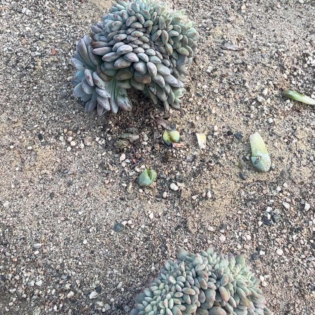 包***肉姑姑姑姑姑父个成功vvu吧