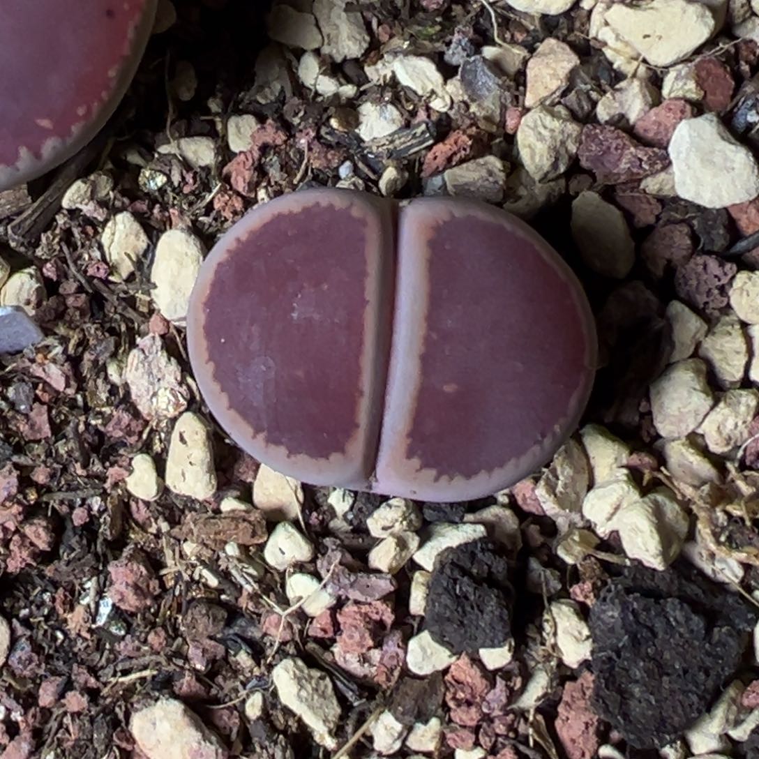 比利时KO母本一物一拍