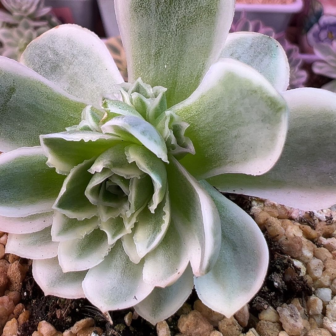 山地玫瑰锦秋夕1390号