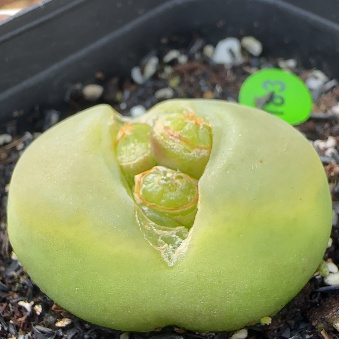 大绿毛3.5+多肉183