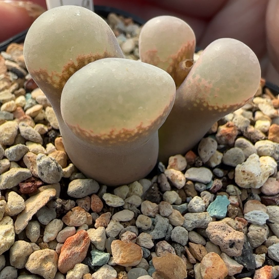 多肉植物白窗鲑鱼粉30号
