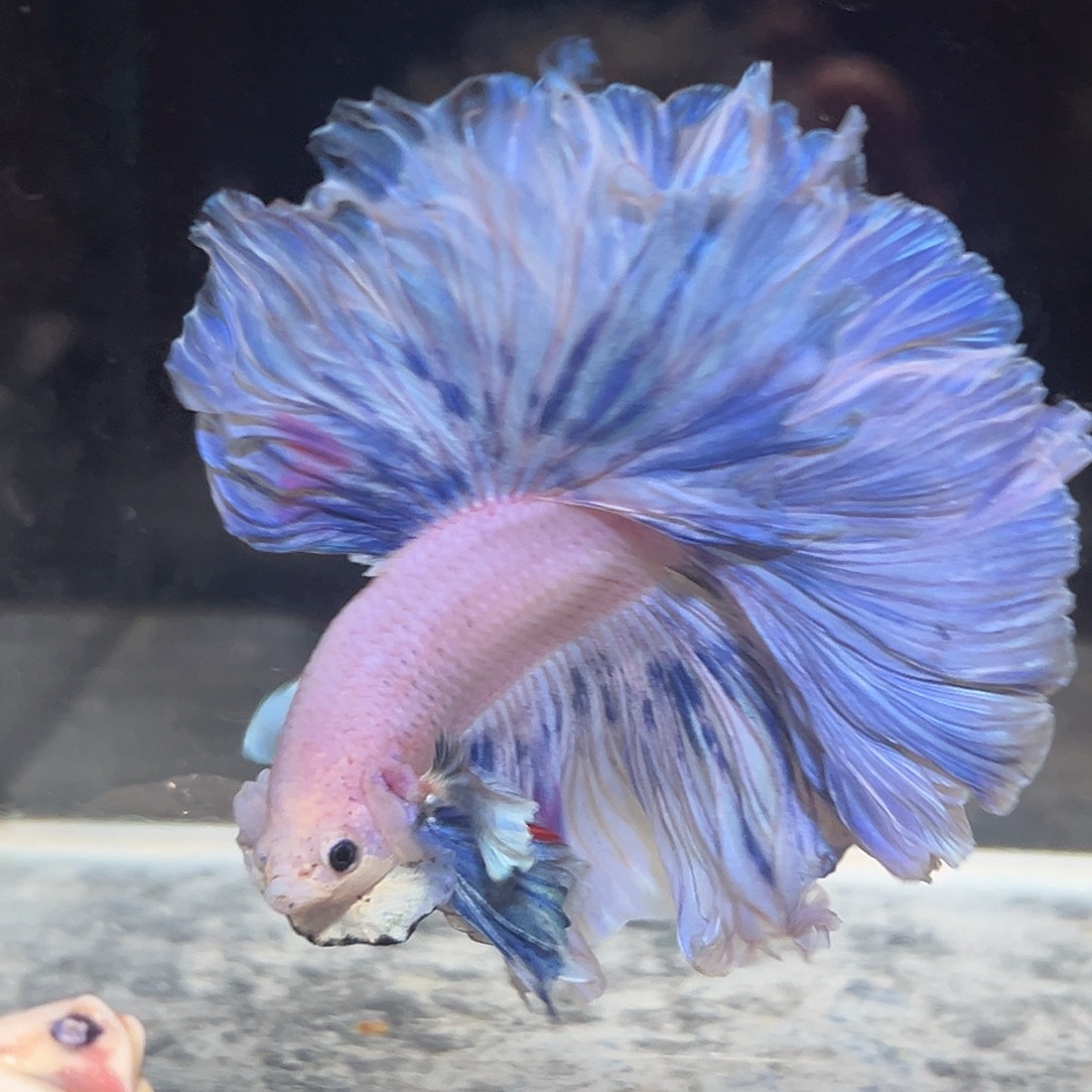 斗鱼5号三鳍一线蓝紫色降价出