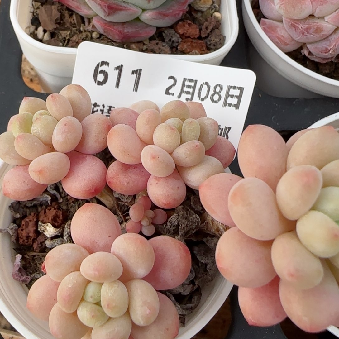 花语逸镜0208-611