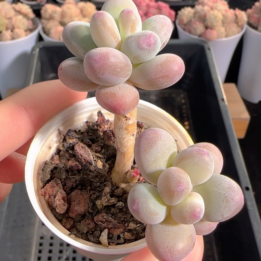 多肉1231-133苹果美人小老桩
