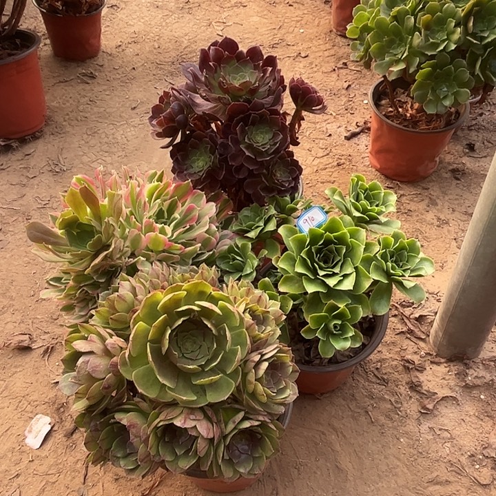 910多肉植物瑕疵特价，