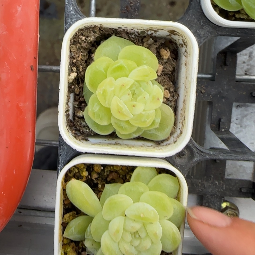 花房白财富盆2床一个满25包邮