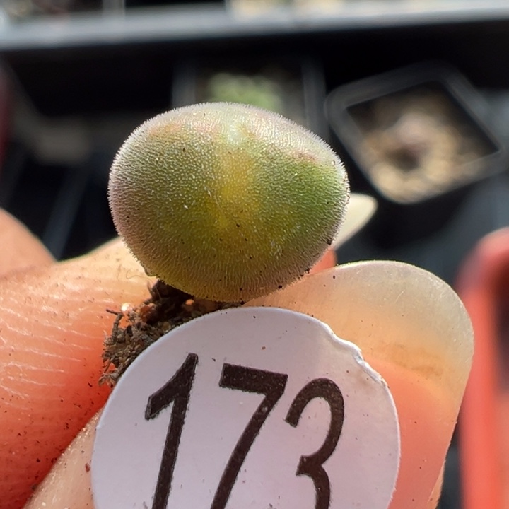 173干这颗多肉有点好看