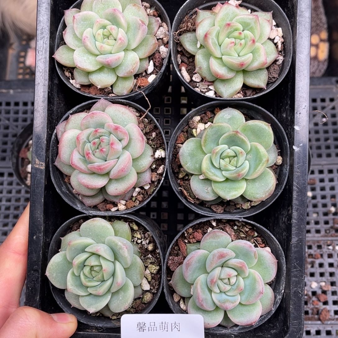 多肉一物一拍21-158