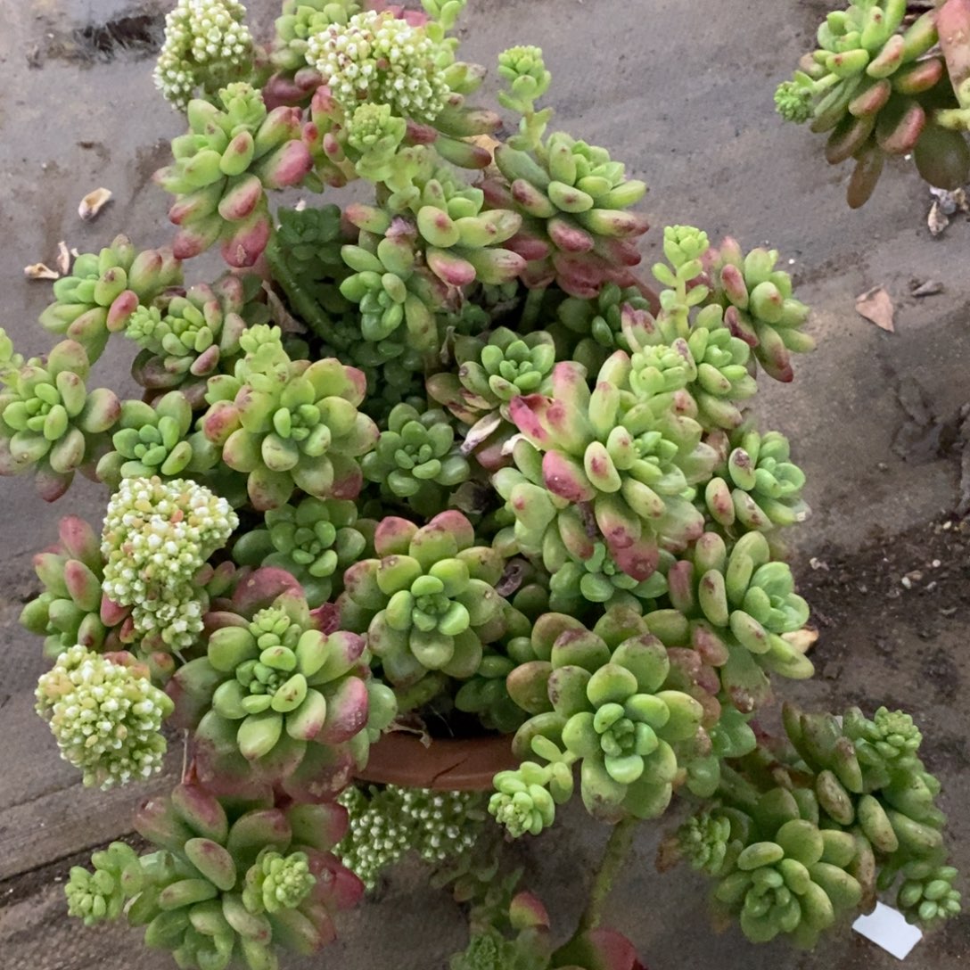 香格里拉大盆飘枝老桩，250杯