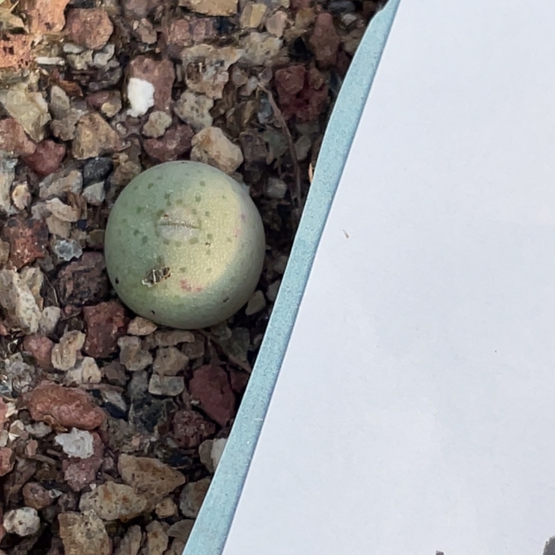 5-105鸭嘴兽苗肉锥