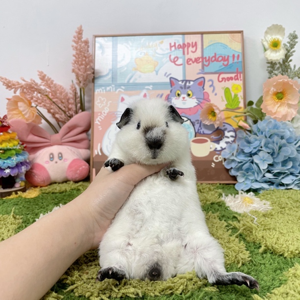 圆圆包子脸白泰加弟弟 尴尬期 顺丰包邮