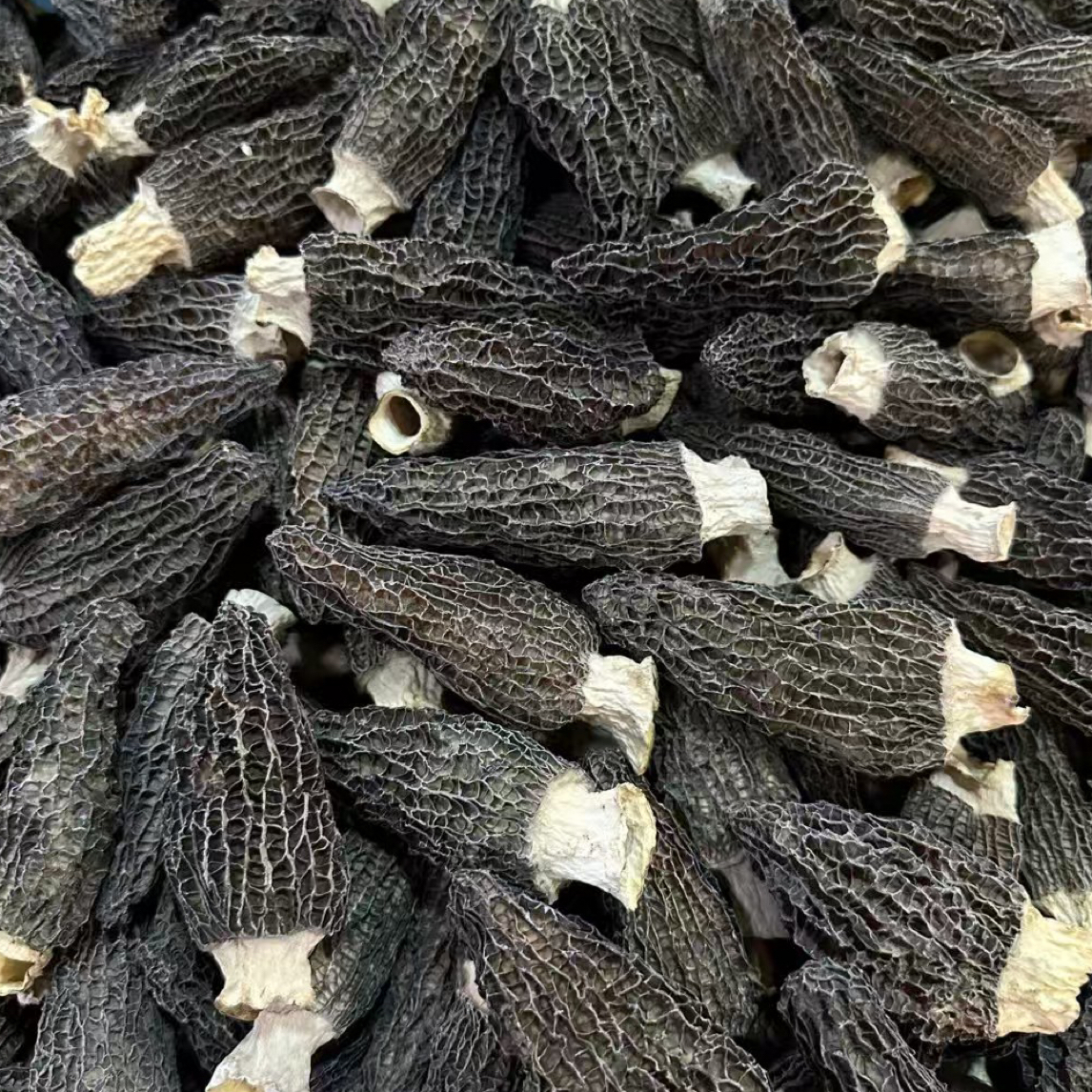 【野生羊肚菌王】精品羊肚菌头茬云南特产