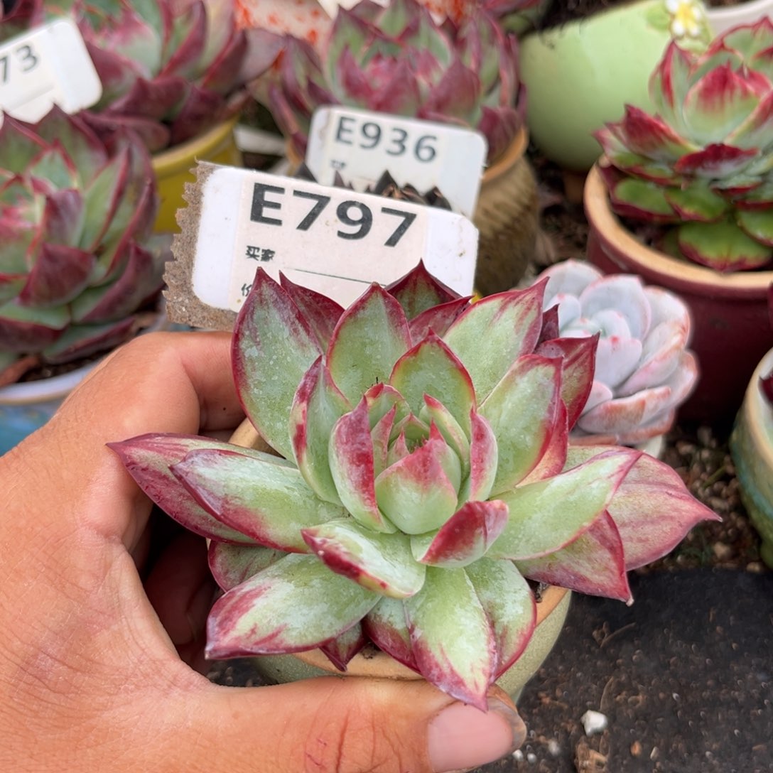 惊鸿一瞥多肉植物797