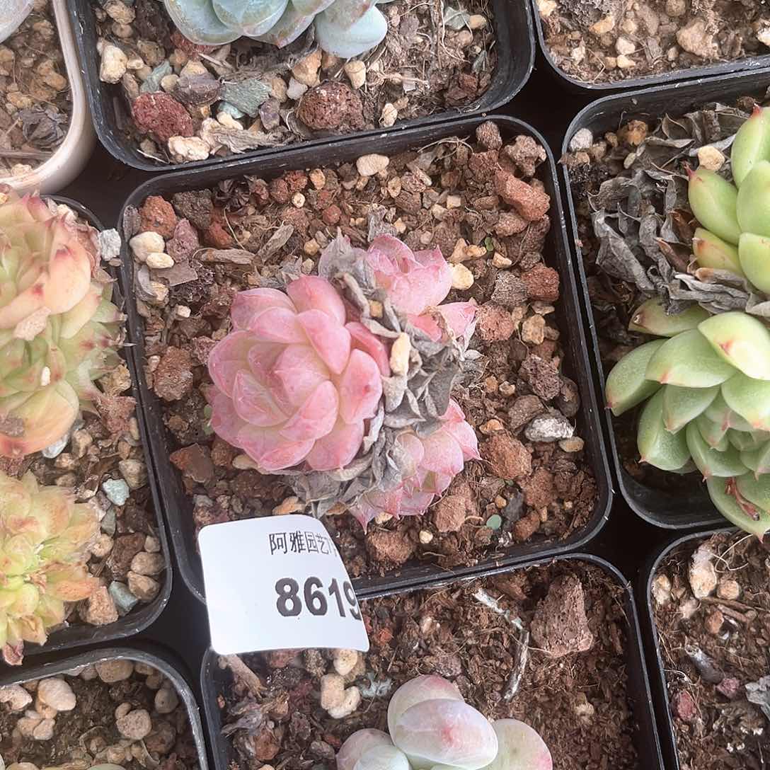 阿雅园艺。      8619