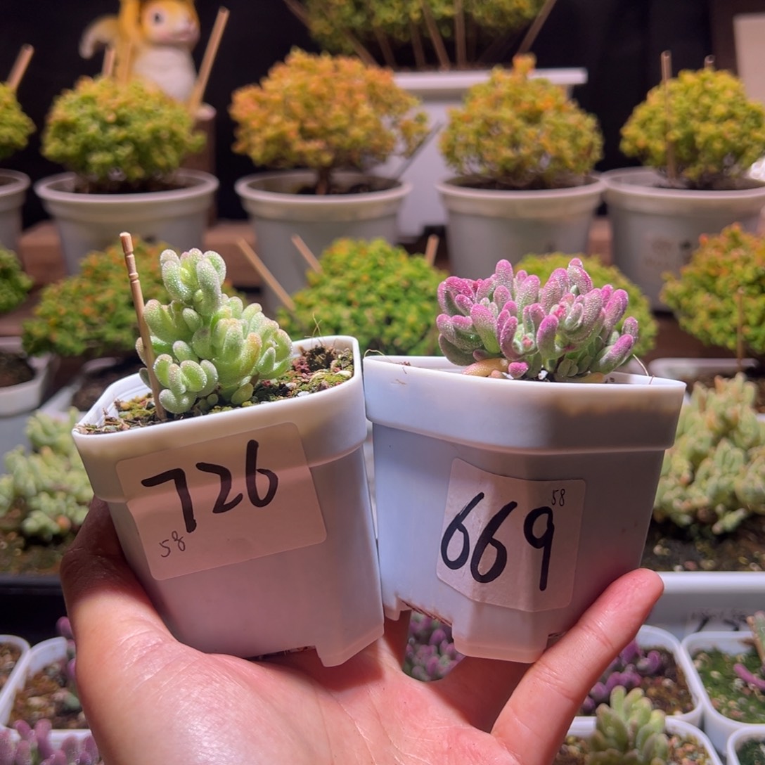 ****鲤组合一物一拍包开箱