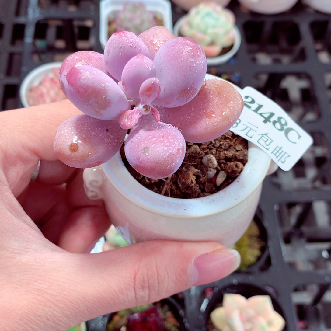 5厘米盆精控多肉2148