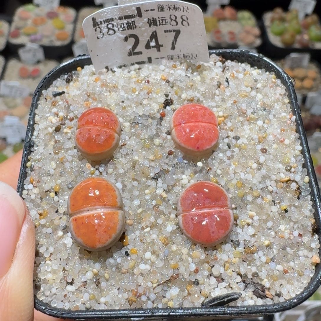 Sss精品也福利247