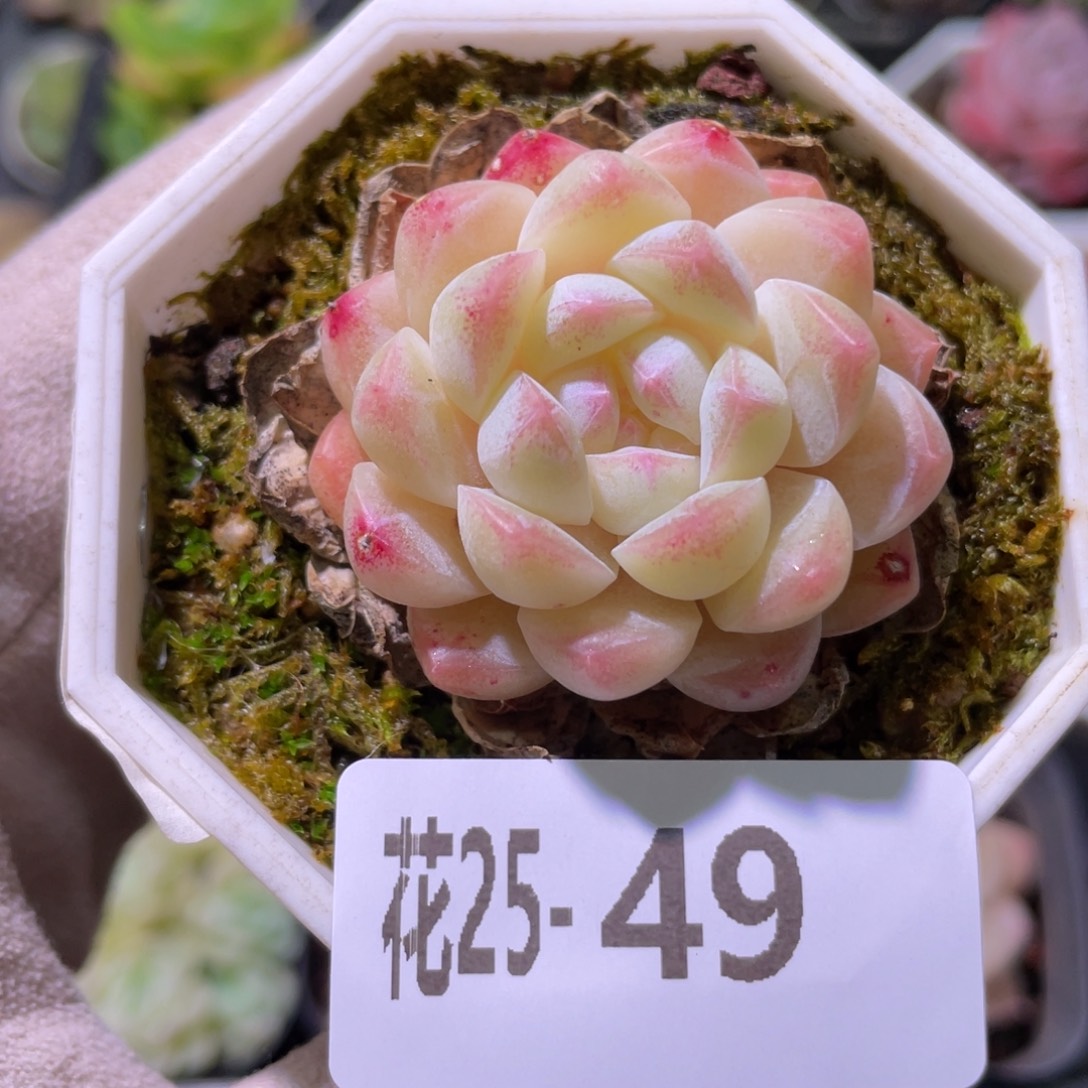 花利美25-49明月心