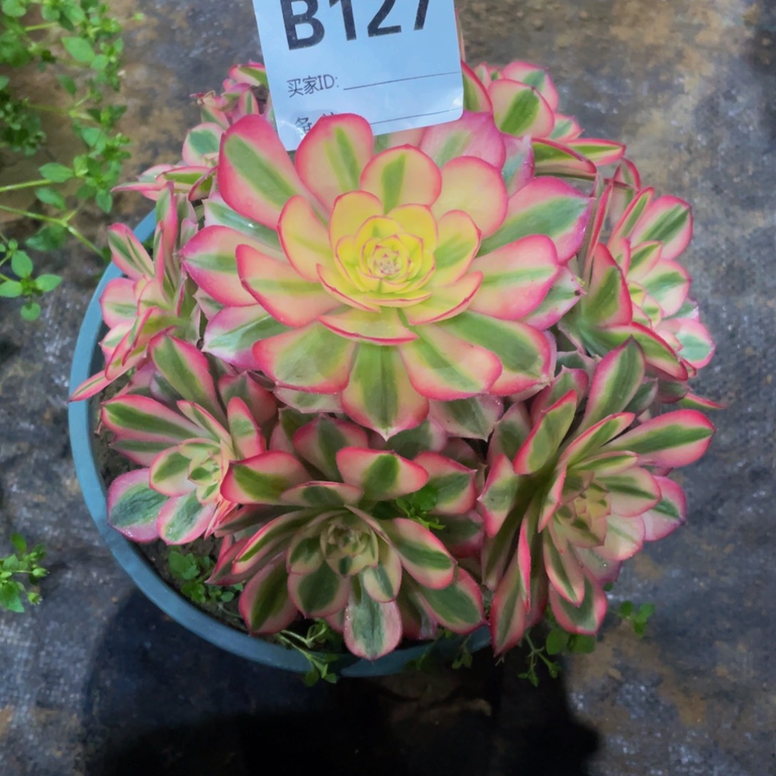 127倾城111111多肉