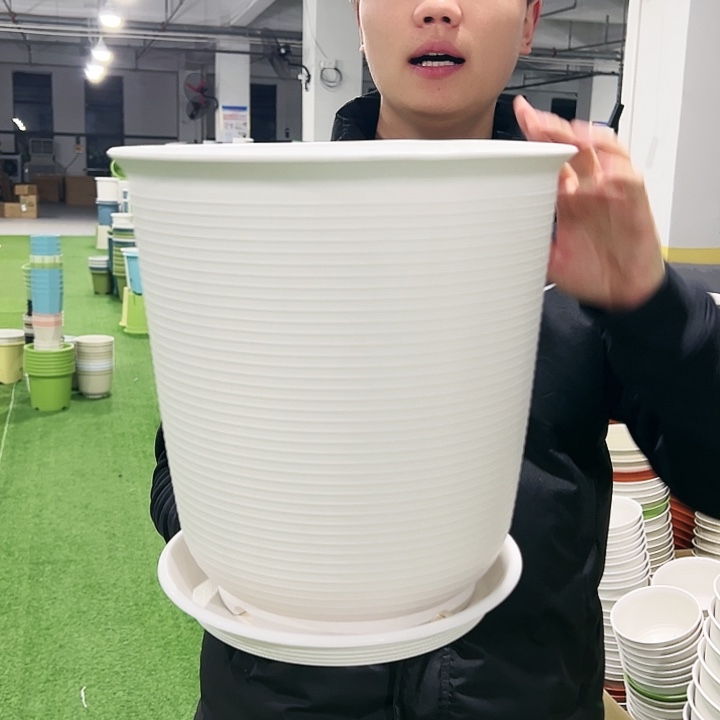 正品高陶口30高31白色3只带托