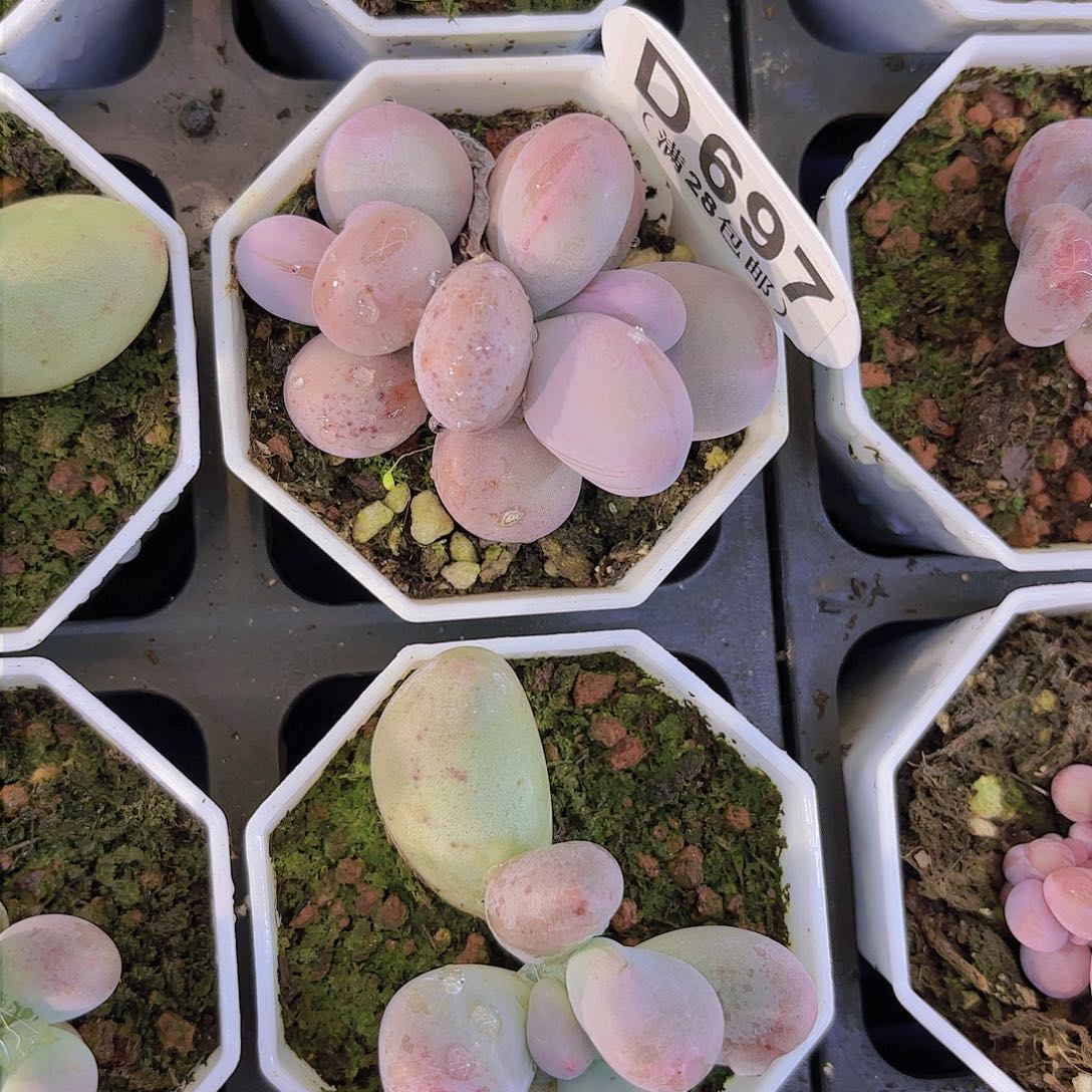 D697奶酪一物一拍