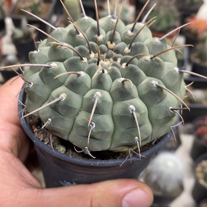 实生一本刺缺水特价